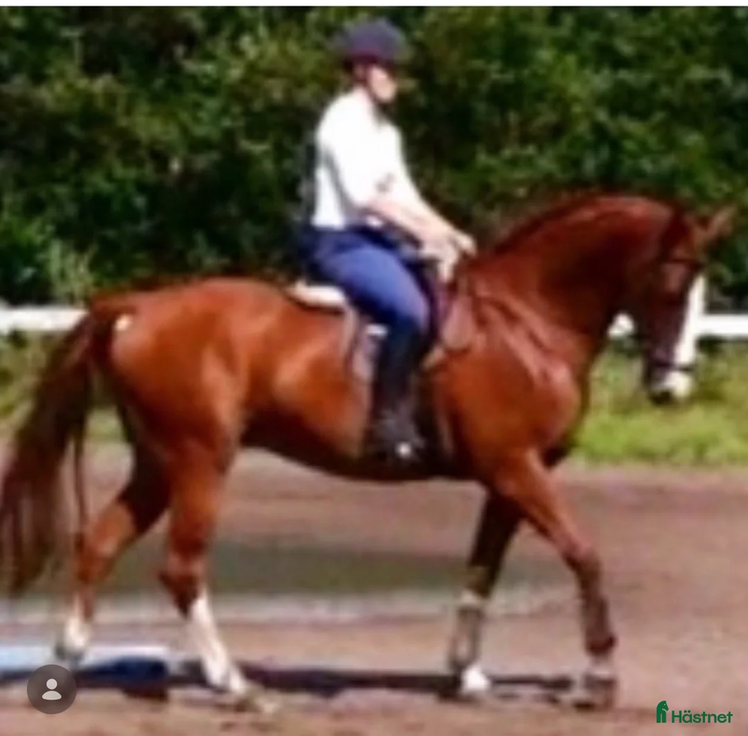  medryttarhäst finnes: Duktig medryttare sökes till två fina halvblod i Frillesås - Annons 1
