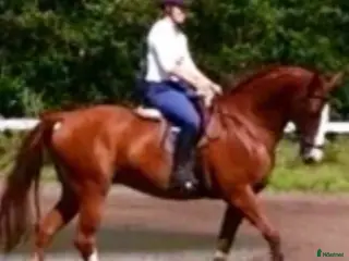 medryttarhäst finnes: Duktig medryttare sökes till två fina halvblod - Annons 15