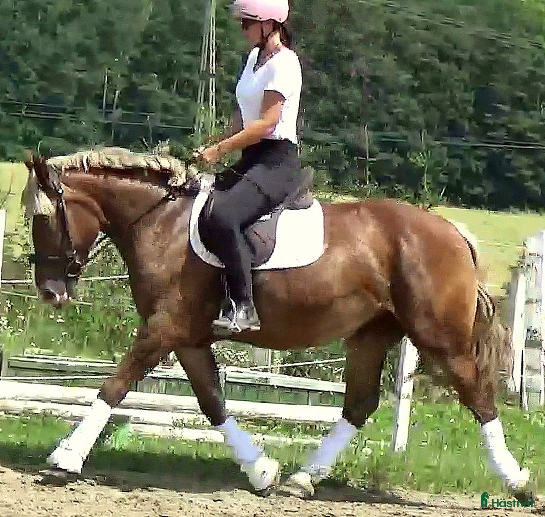 Allround hästar till salu: Sweet Blonde Lady for everybody i Örsundsbro - Bild 9