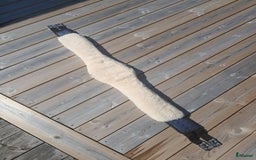 Sadeltillbehör hästutrustning till salu: Mattes sadelgjord 140cm  i Hisings Backa - Bild 1