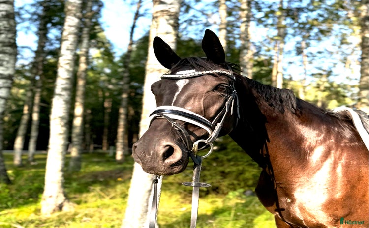  foderhäst i Ransäter - Annons 10