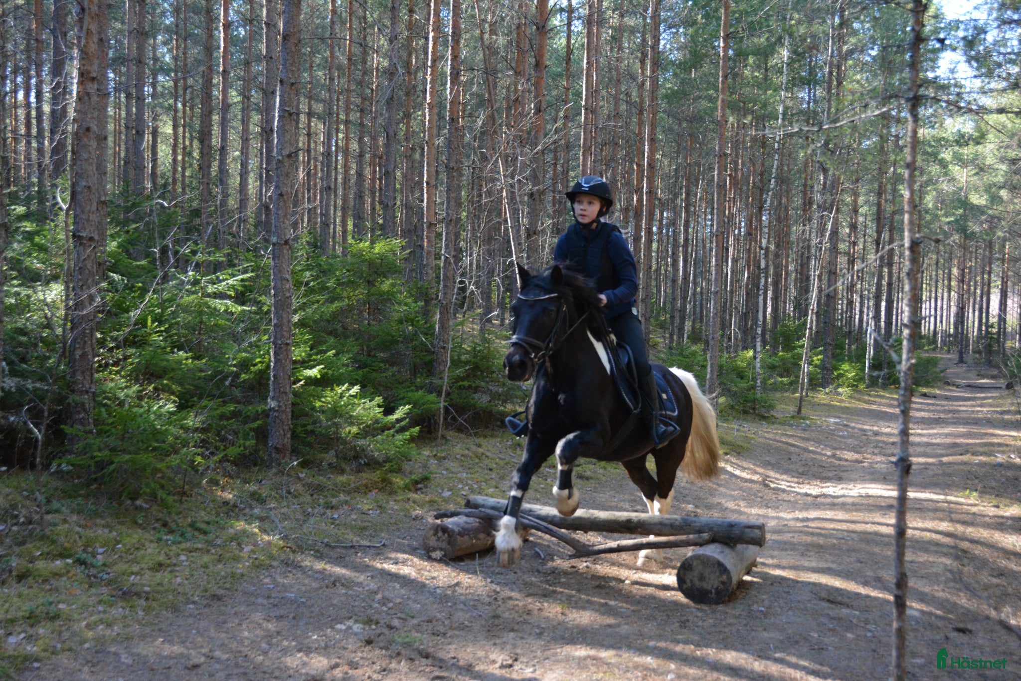  hästar Medryttarhäst sökes  - Annons 2