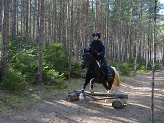 hästar Medryttarhäst sökes - Annons 2