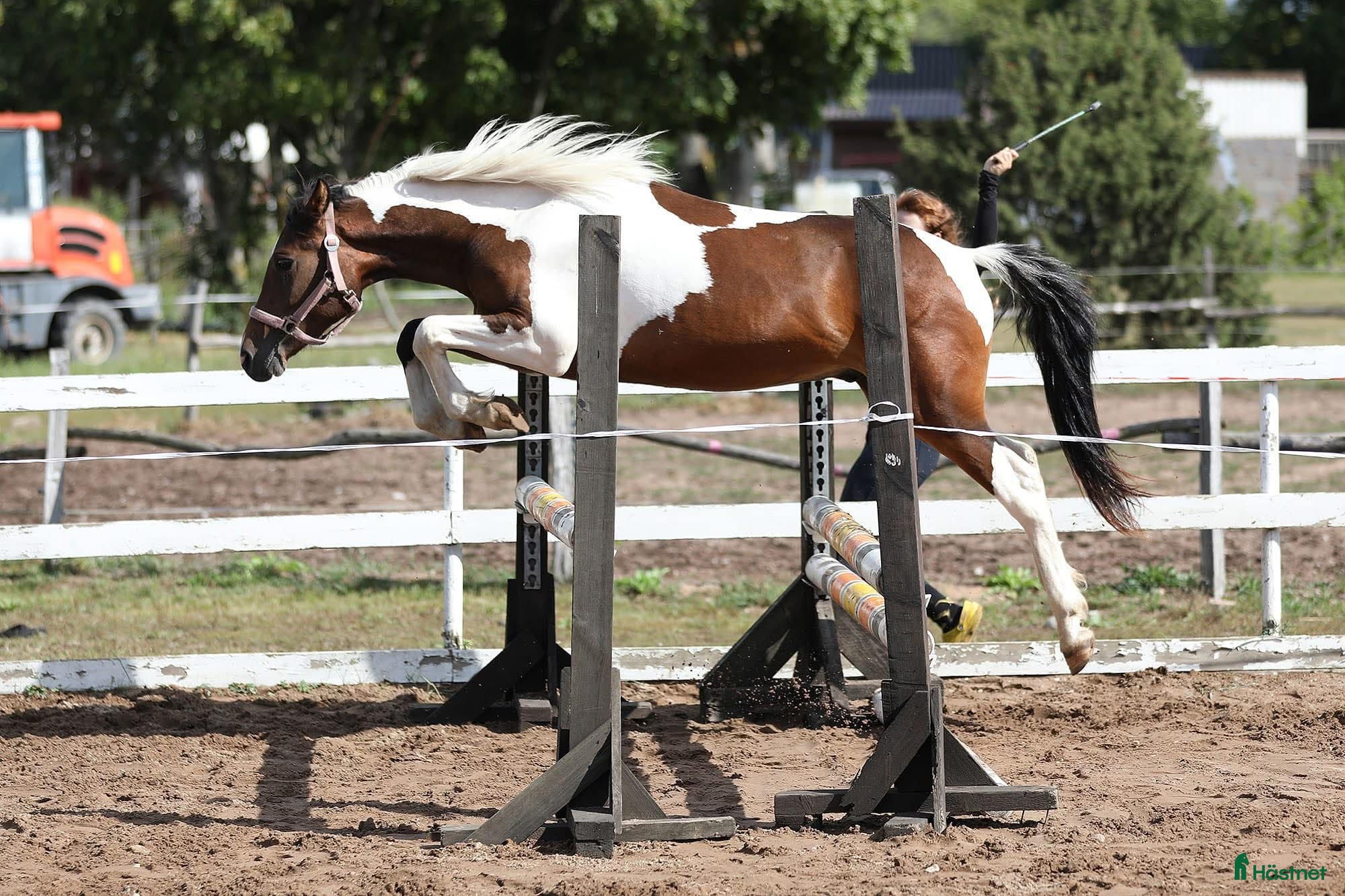  hästar Jätte snäll skogsmulle D ponny - Annons 2