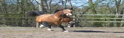 Allround hästar till salu: Magiskt vacker stor welsh cob  - Annons 1