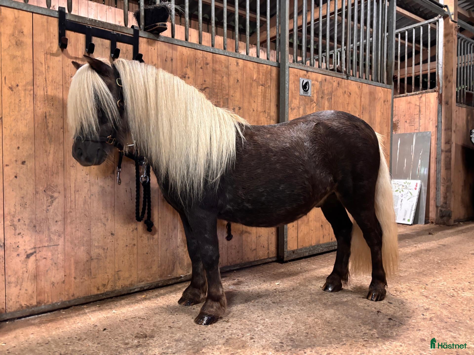 Allround hästar till salu: Våra 2 fina killar❤️ söker nytt hem! - Annons 1