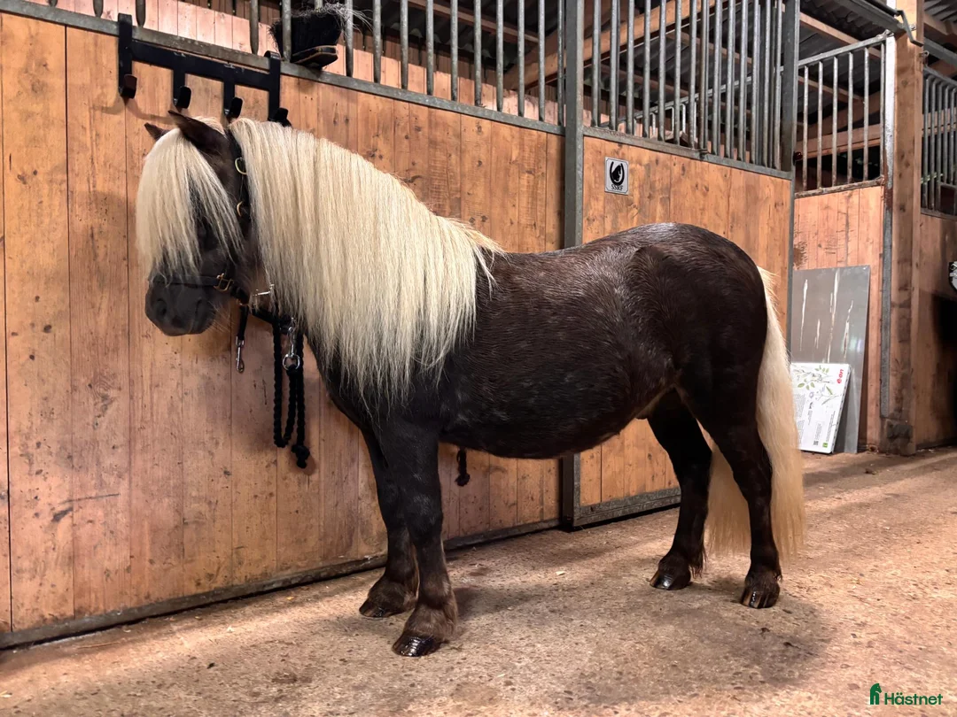 Allround hästar till salu: Våra 2 fina killar❤️ söker nytt hem! - Annons 1