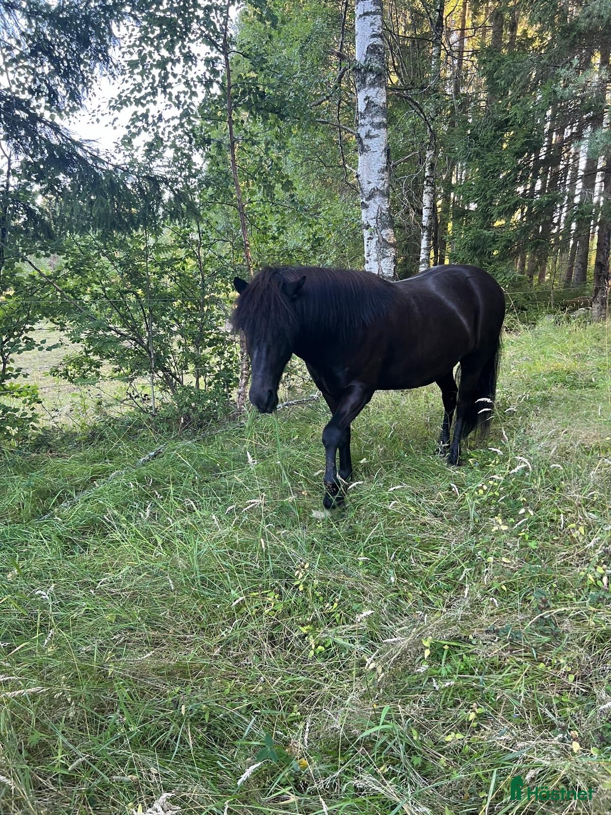  hästar Projekt/sällskap - Annons 3