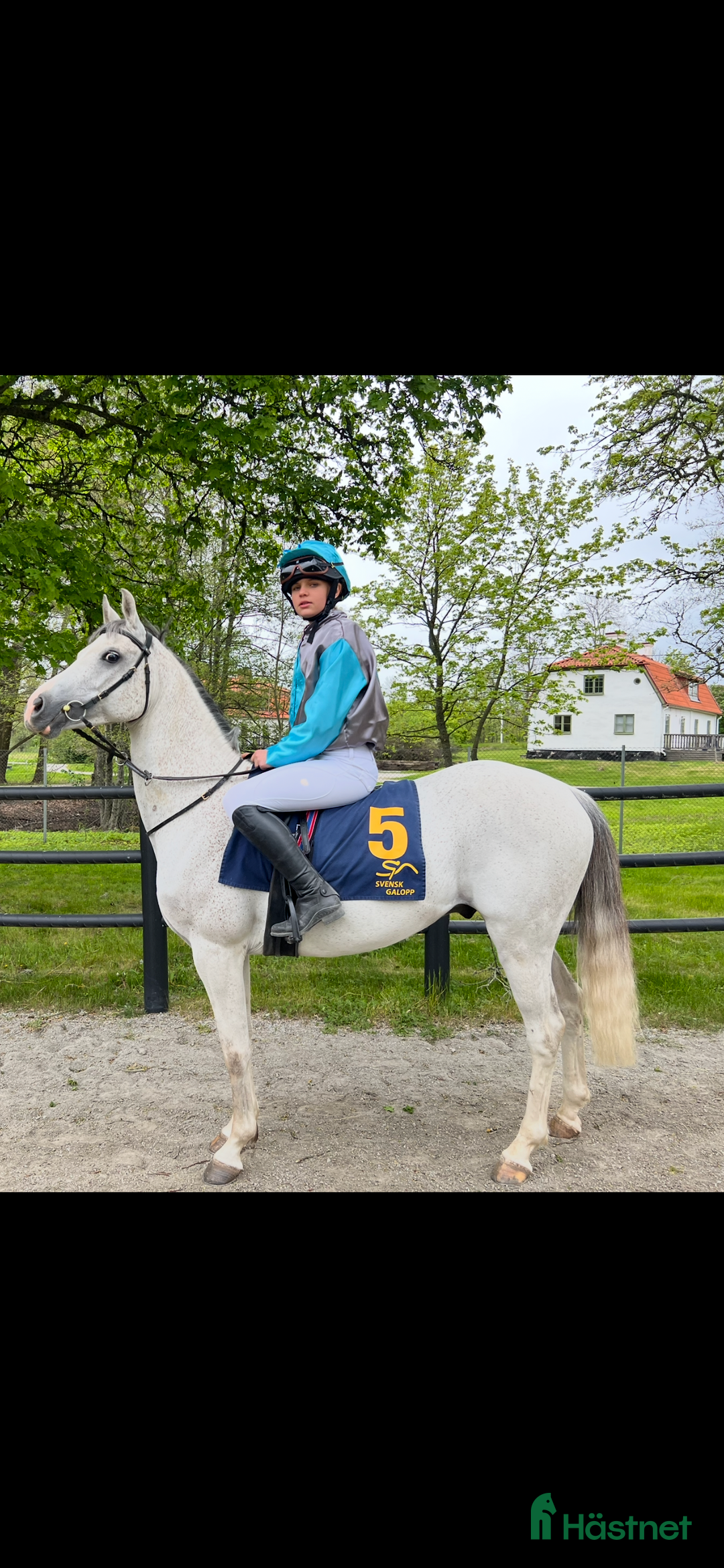 Hoppning hästar till salu: Maxad C-ponny i Älvkarleby - Annons 3