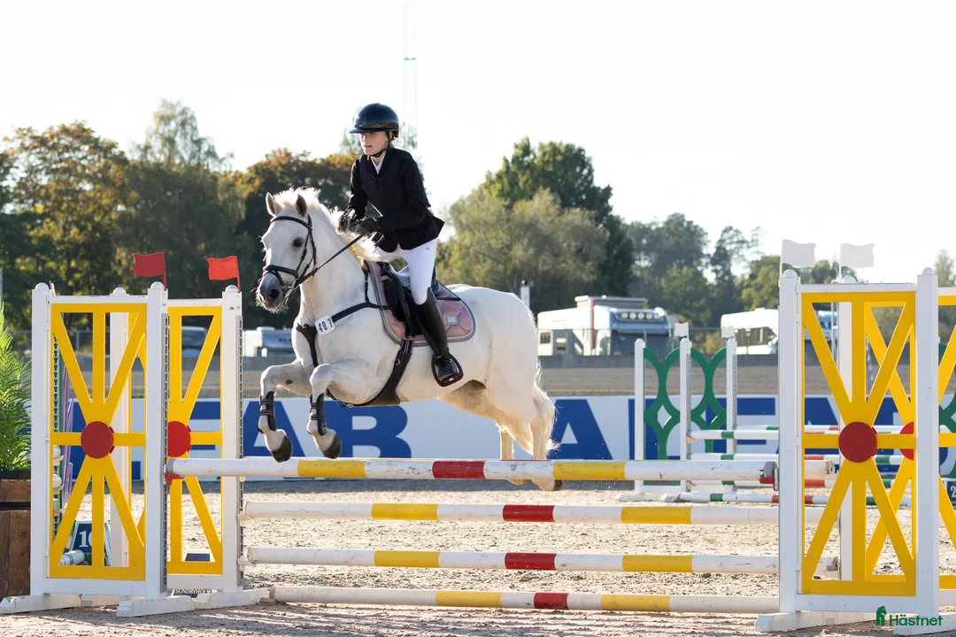 Allround hästar till salu: Underbart D ponnysto i Stockholm - Annons 1