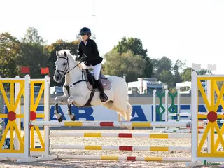 hästar Underbart D ponnysto - Annons 15