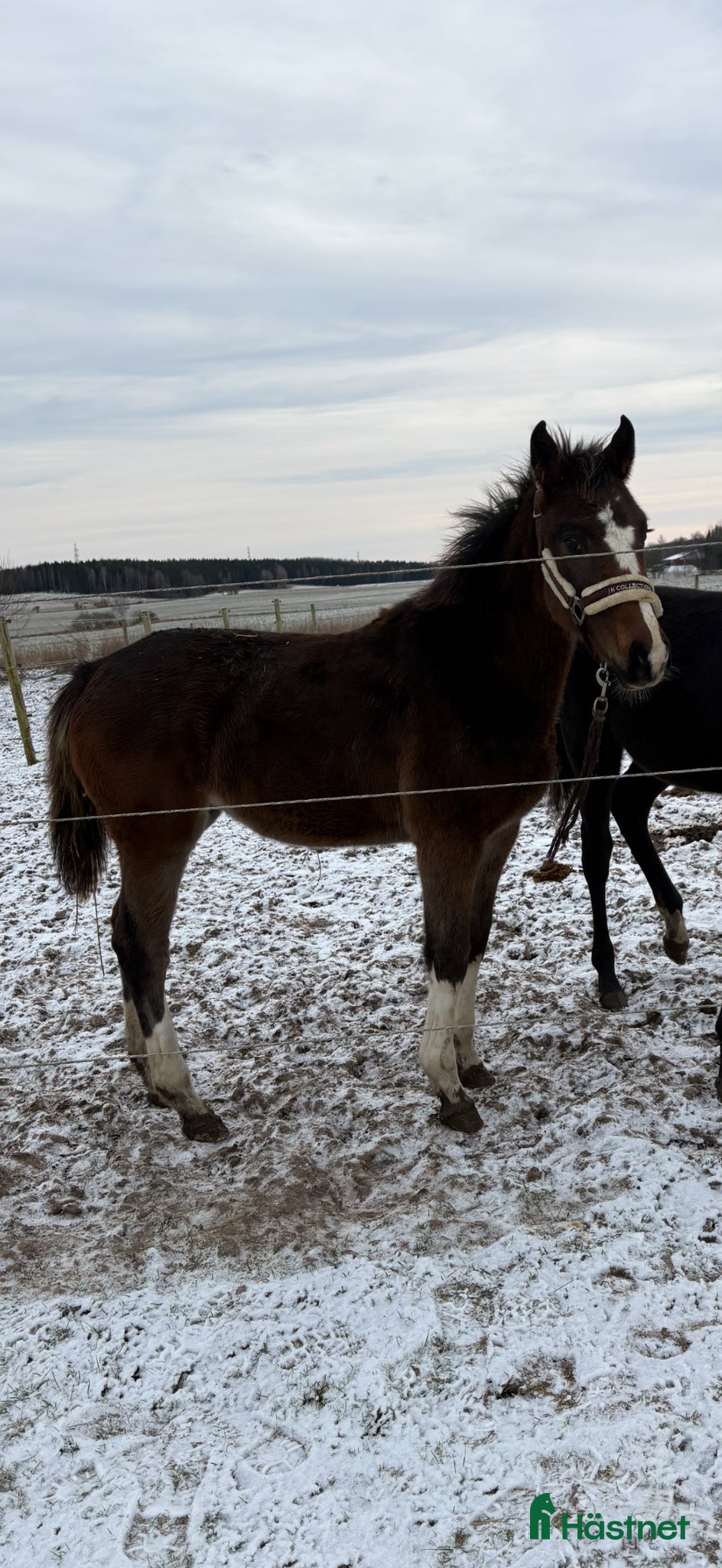  hästar Lovande ungt hoppsto - Annons 2