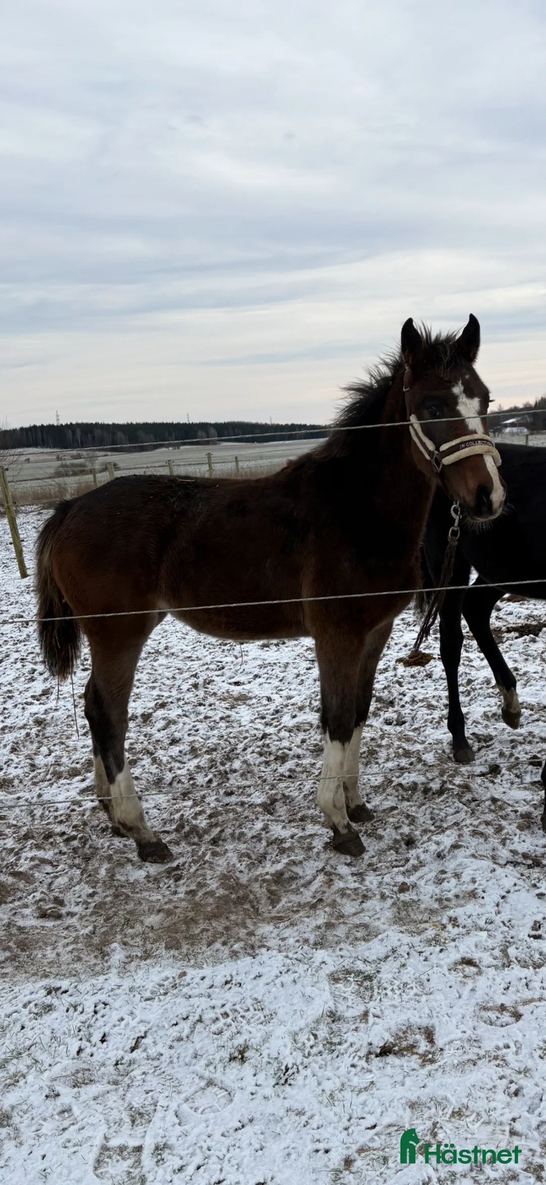 Hoppning hästar till salu: Lovande ungt hoppsto - Annons 2