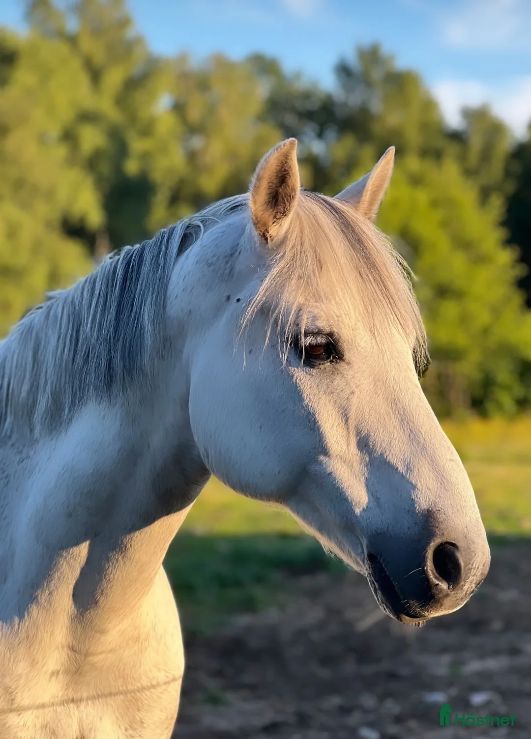 Allround hästar till salu: Fin Läromästare🌟 i Ronneby - Annons 5