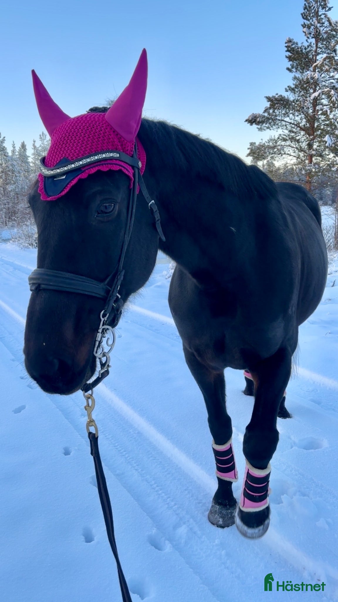  foderhäst Fodervärd till snäll valack - Annons 3