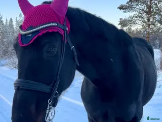 foderhäst Fodervärd till snäll valack - Annons 3