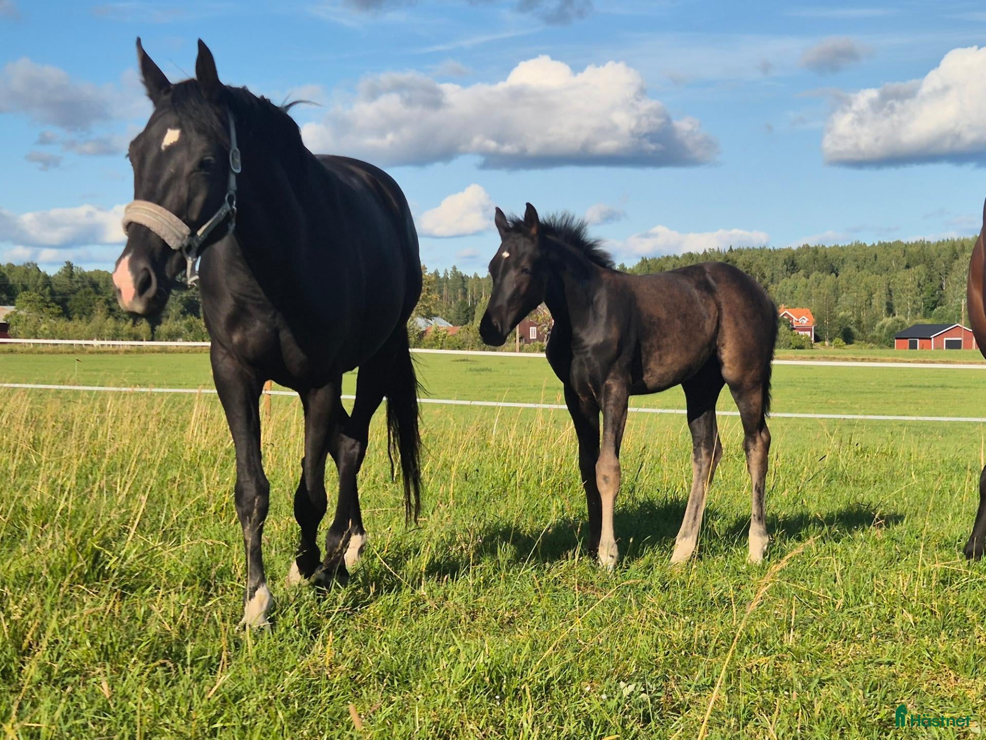  hästar 🐎 Svart 5-årigt kvalitetssto med fint temperament - Annons 2