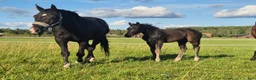 Allround hästar till salu: 🐎 Svart 5-årigt kvalitetssto med fint temperament - Annons 2