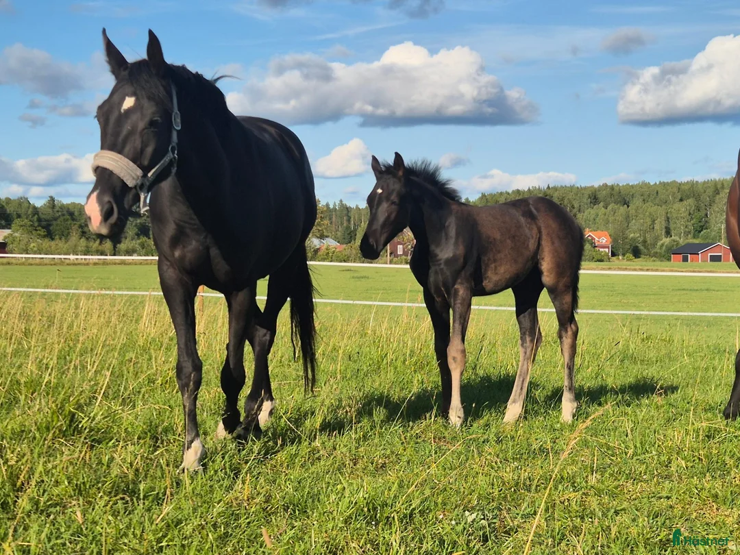Allround hästar till salu: 🐎 Svart 5-årigt kvalitetssto med fint temperament - Annons 2