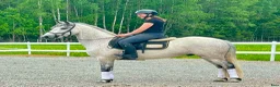 Allround hästar till salu: Lovande connemara! Klinikbesiktad ua 22/5 - Annons 7