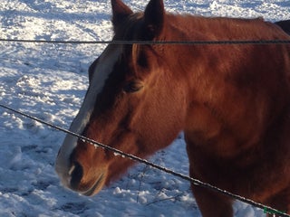 hästar Äldre ponny sökes på foder i Motala - Annons 14