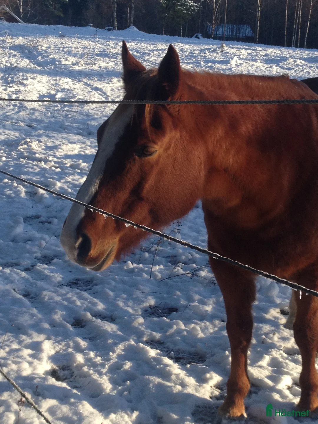 Övrigt hästar sökes: Äldre ponny sökes på foder - Annons 1