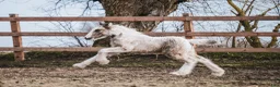 Allround hästar till salu: Fantastisk Irish cob hingstföl  - Annons 12