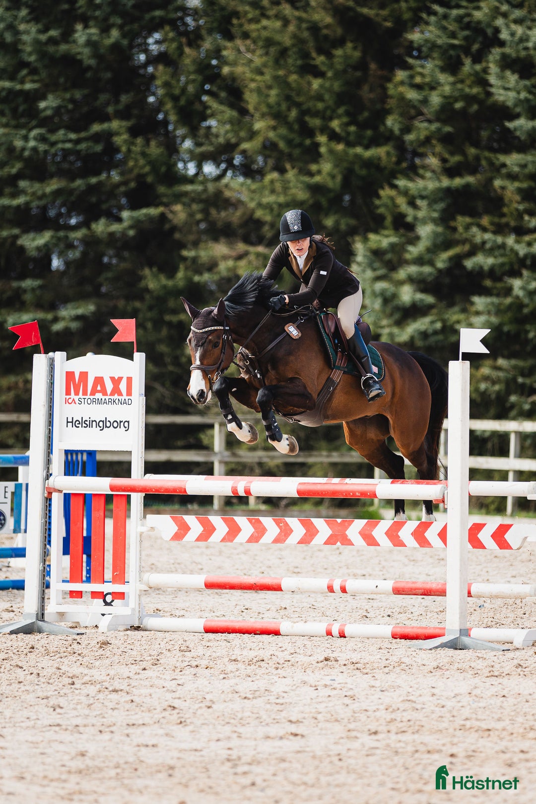 Hoppning hästar till salu: Vacker valack för valfri gren i Broby - Annons 2