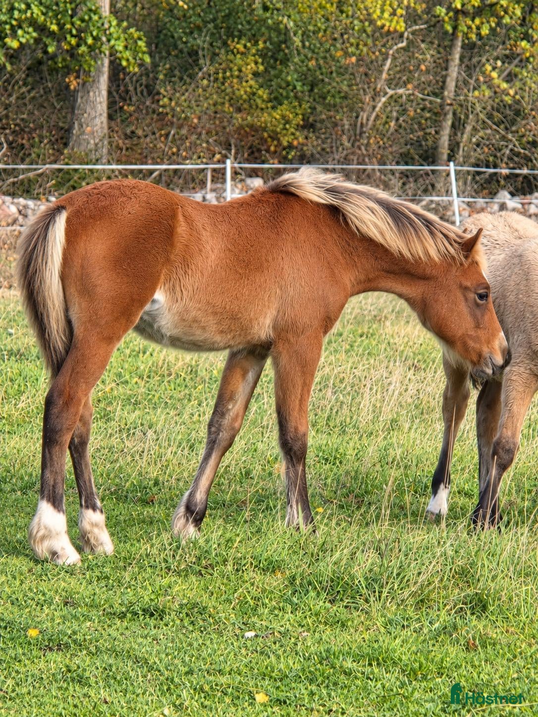  hästar till salu: Trevlig welsh cob  - Annons 9