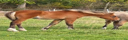 Allround hästar till salu: Trevlig welsh cob  - Annons 1
