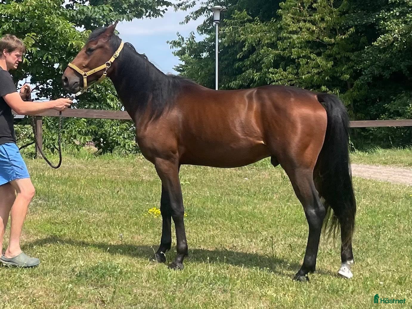  hästar 2-årig valack till trav - Annons 1