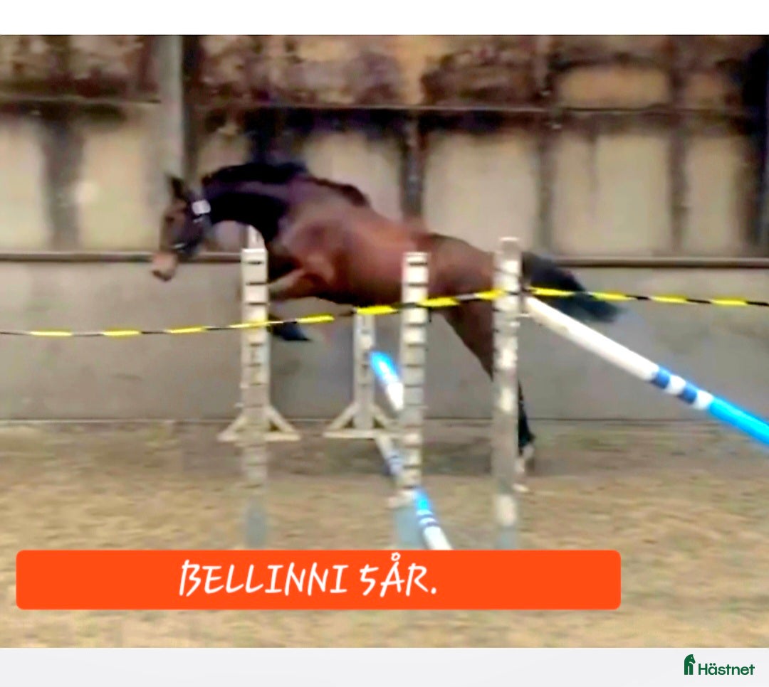  hästar Välstammat 5årigt sto - Annons 15