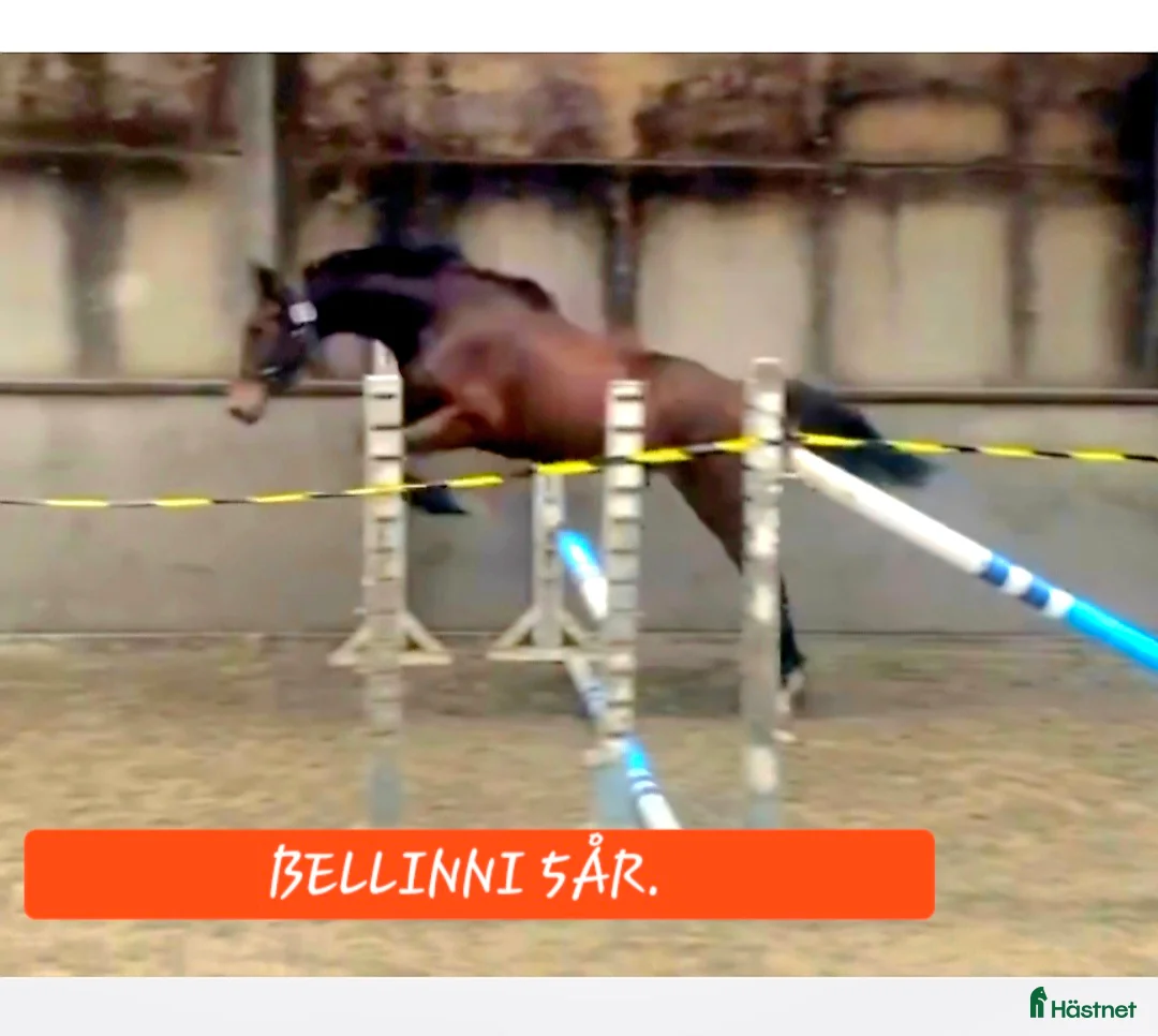 Hoppning hästar till salu: Välstammat 5årigt sto - Annons 1