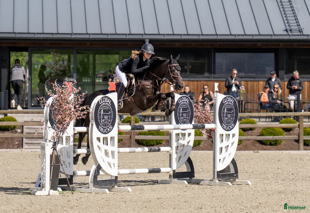 Hoppning hästar till salu: FEI Showjumping Pony - Annons 1