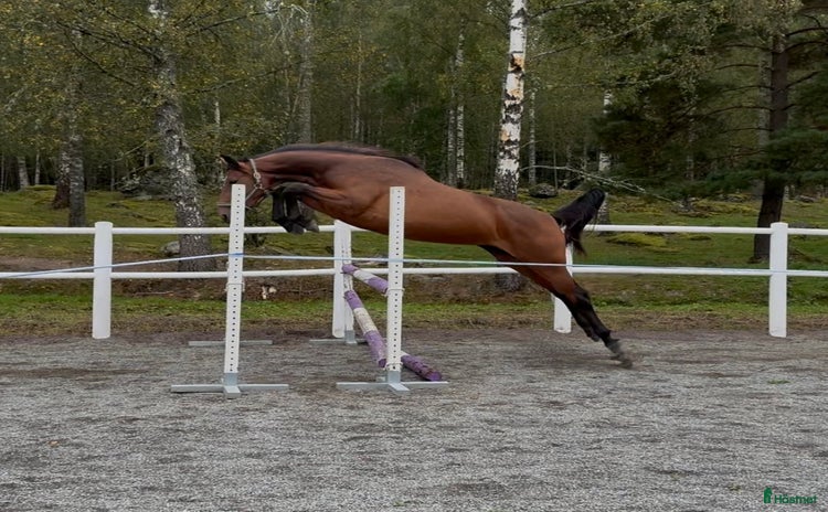  hästar i Björkvik - Annons 12