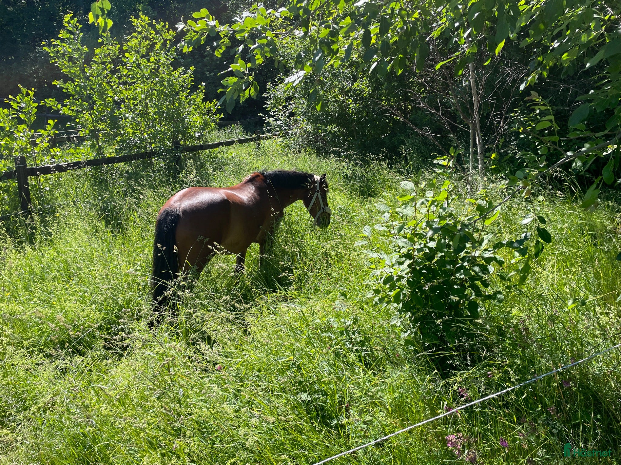  stallplats Sommarbete - Annons 1