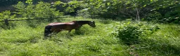  stallplats finnes: Sommarbete - Annons 1