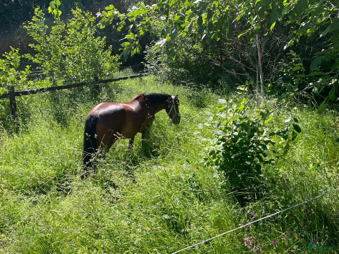  stallplats finnes: Sommarbete - Annons 1