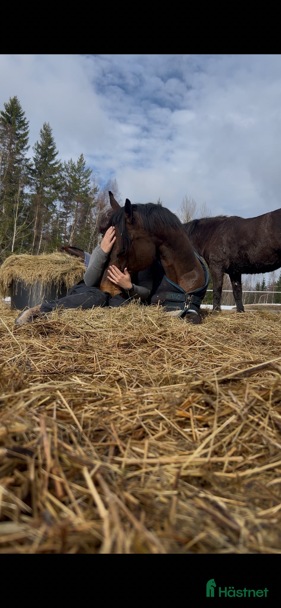 hästar Världens gosigaste bästa vän - Annons 3