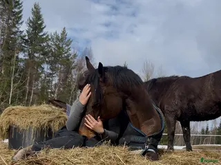 hästar Världens gosigaste bästa vän - Annons 3