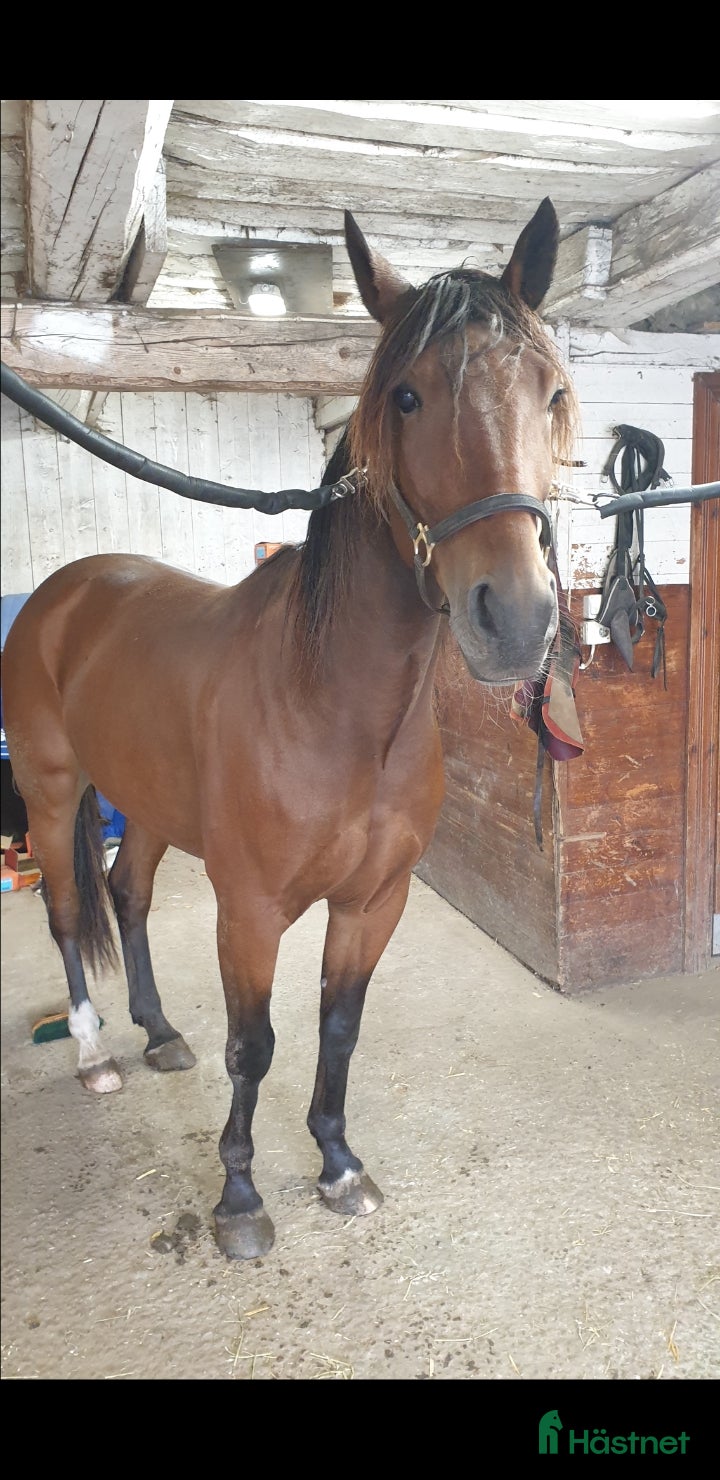  hästar Sött sto och/eller snygg valack i Vretstorp - Annons 3