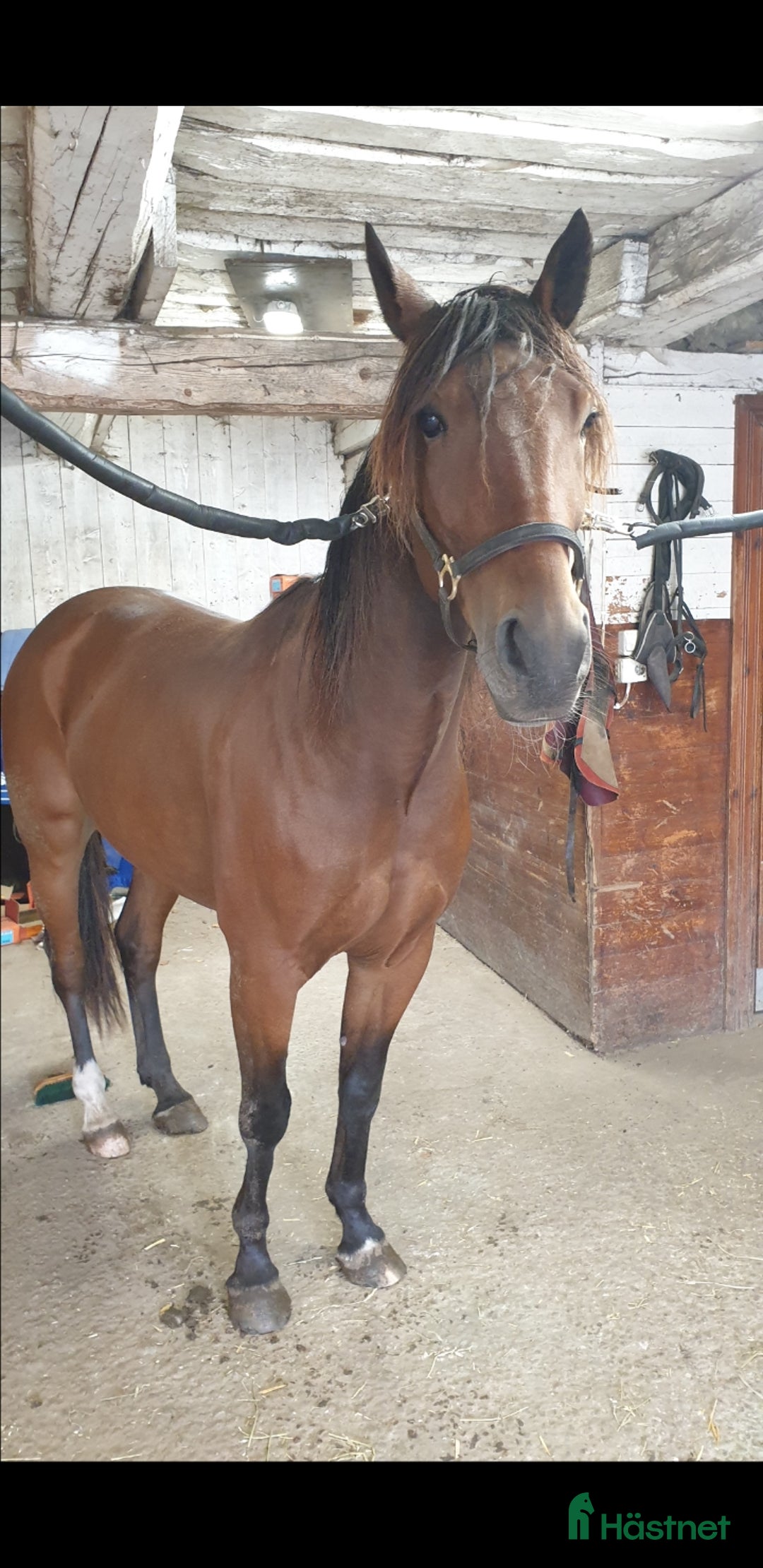 Trav hästar till salu: Sött sto och/eller snygg valack i Vretstorp - Annons 1