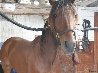 hästar Sött sto och/eller snygg valack i Vretstorp - Annons 11