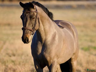 hästar VACKER CONNEMARA 🩵 i Helsingborg - Annons 5