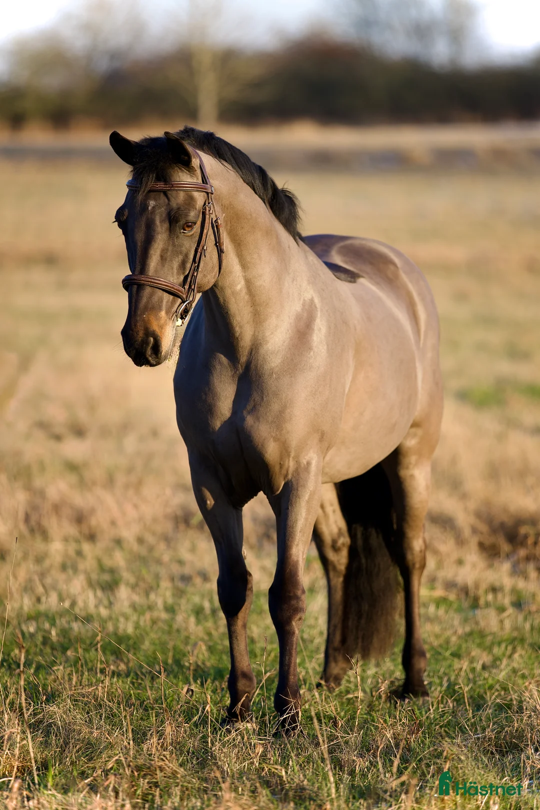 Allround hästar till salu: VACKER CONNEMARA 🩵 i Helsingborg - Annons 1