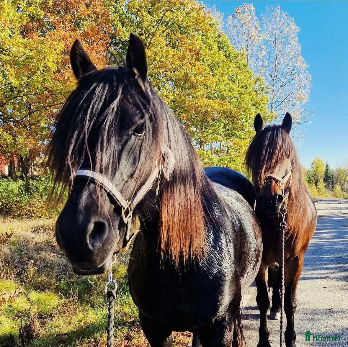  hästar Kallblod söker fodervärd - Annons 1