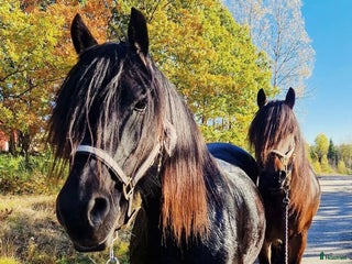 hästar Kallblod söker fodervärd - Annons 1