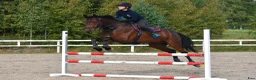 Hoppning hästar till salu: 5-years-old show jumping horse i Kiuruvesi - Annons 2