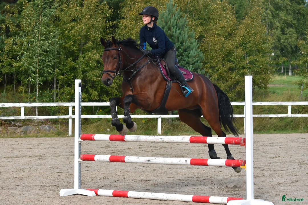 Hoppning hästar till salu: 5-years-old show jumping horse i Kiuruvesi - Annons 2