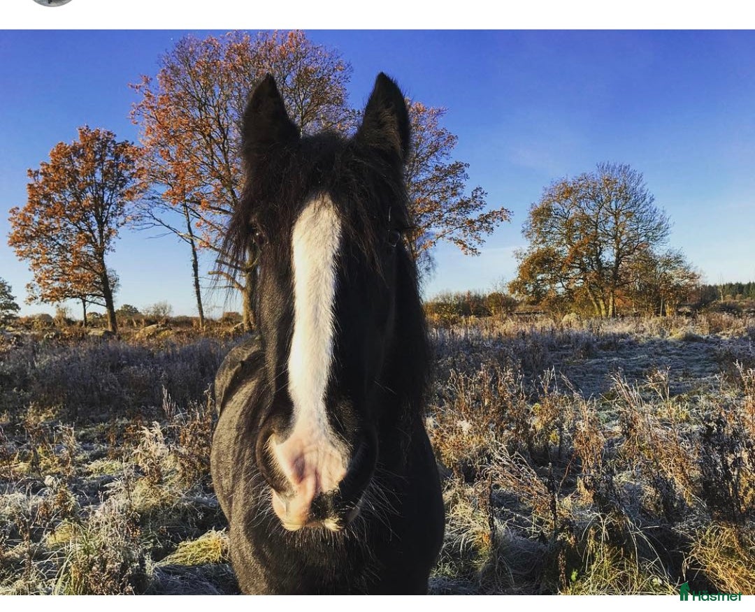 Sällskap hästar till salu: Världens bästa sällskapshäst i Kristianstad - Annons 3